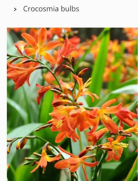 Photo of free Crocosmia bulbs (Harrogate HG2) #1