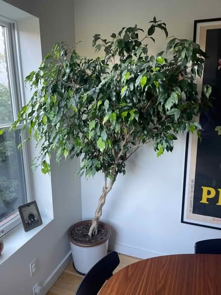 Photo of free Ficus tree with scale (needs rehab) (Park Slope) #1