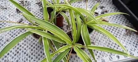 Photo of free Spider plants for indoors (Harrogate HG2) #1