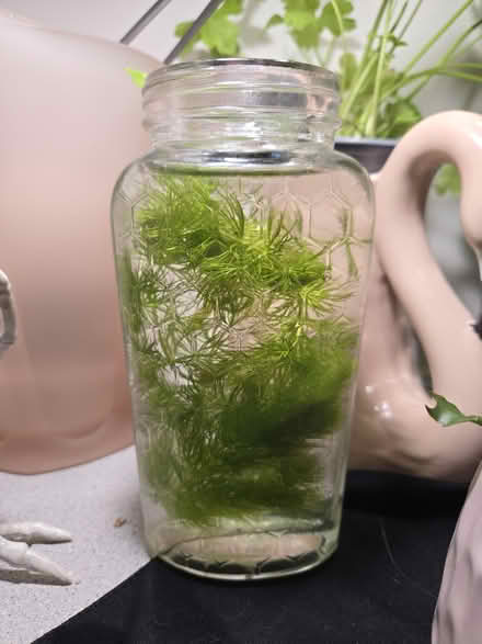 Photo of free hornwort (plant) (Shockhoe) #1