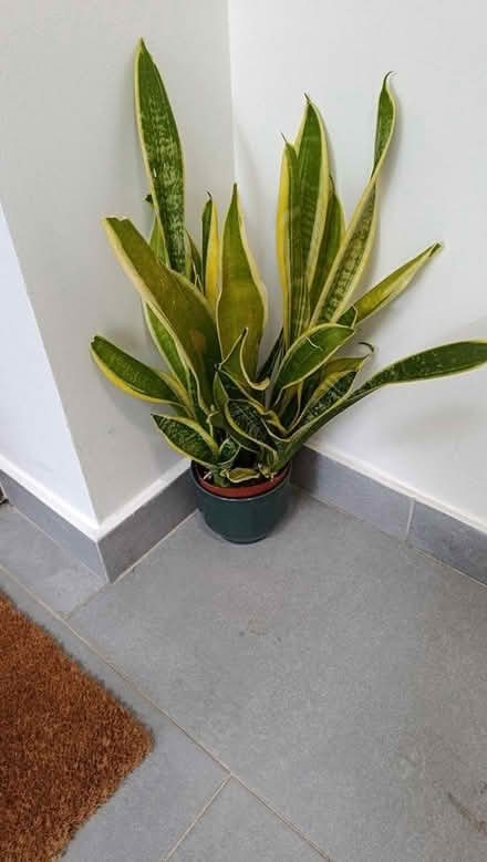 Photo of free plant (Nw41 by Nw41by) #1