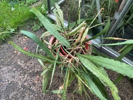 Photo of free Cactus. (New Normanton DE23) #1