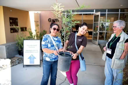 Photo of free Trees in 5-gallon Containers (Thermal, CA) #1