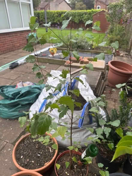 Photo of free Birch sapling (Knutsford WA16) #1