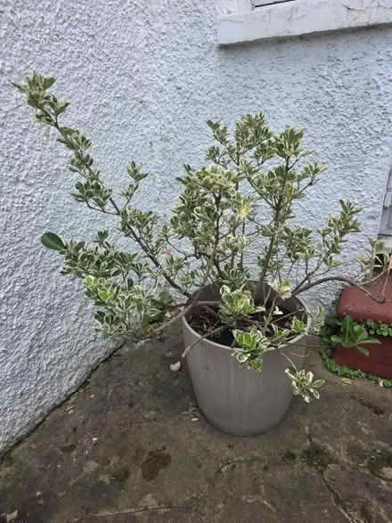 Photo of free Outdoor plant (Penge SE20) #1