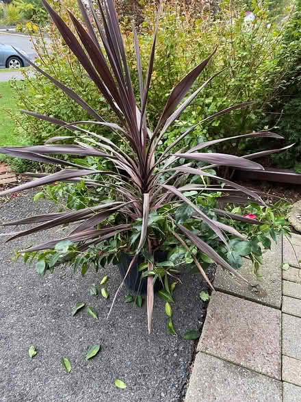 Photo of free Large bromeliad and flowering vine (Hunt Club) #2