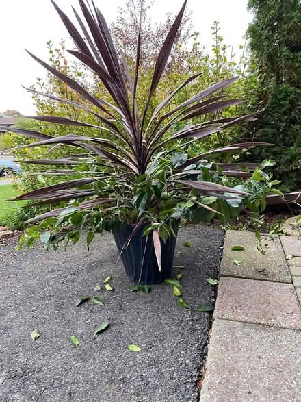 Photo of free Large bromeliad and flowering vine (Hunt Club) #1