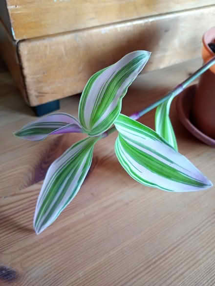 Photo of free Tradescantia plant (Cowley Oxford OX4 2TL) #2