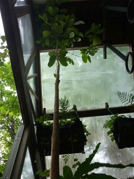 Photo of free Potted Jackfruit Tree (East Side (AA Hills)) #1