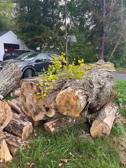 Photo of free Tall woods (816 N Pleasant St, Amherst,) #1
