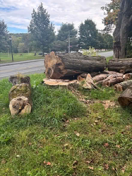 Photo of free Tall woods (816 N Pleasant St, Amherst,) #3