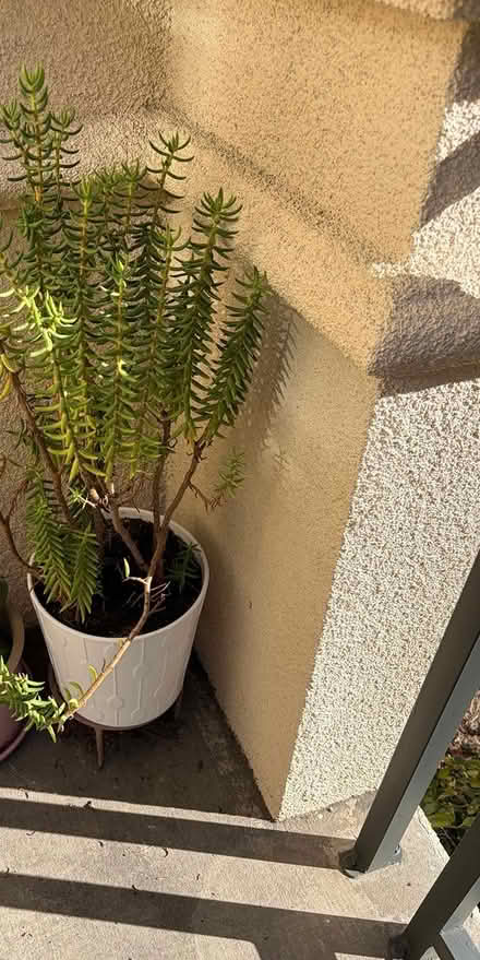 Photo of free 3 large succulents/plants in pots (North Santa Clara/Rivermark) #1