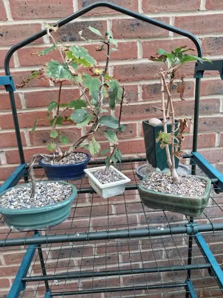 Photo of free Bonsai plants (Roffey, Horsham) #1
