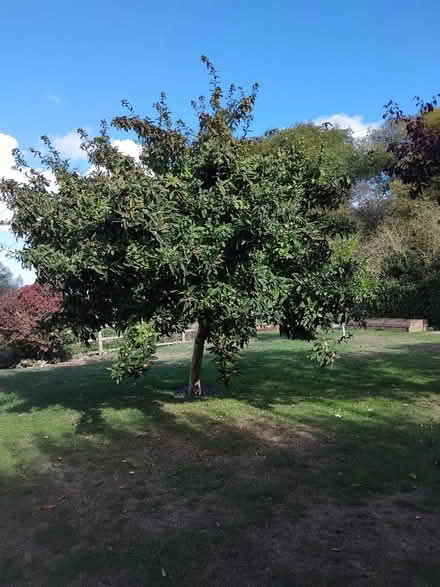 Photo of free Quince and Medlars (High Wych) #2