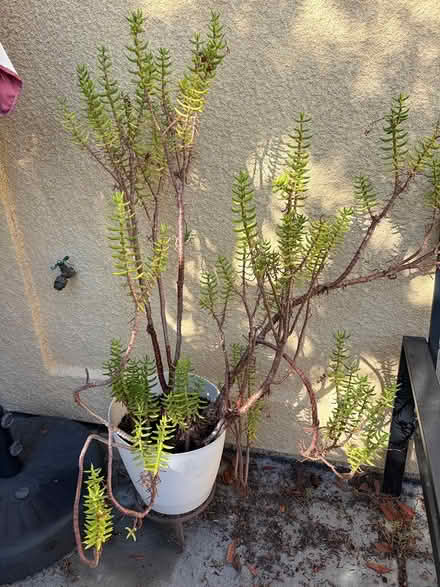 Photo of free 3 large succulents/plants in pots (North Santa Clara/Rivermark) #2