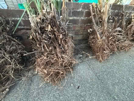 Photo of free Pampas Grass (Chelsfield BR6) #4