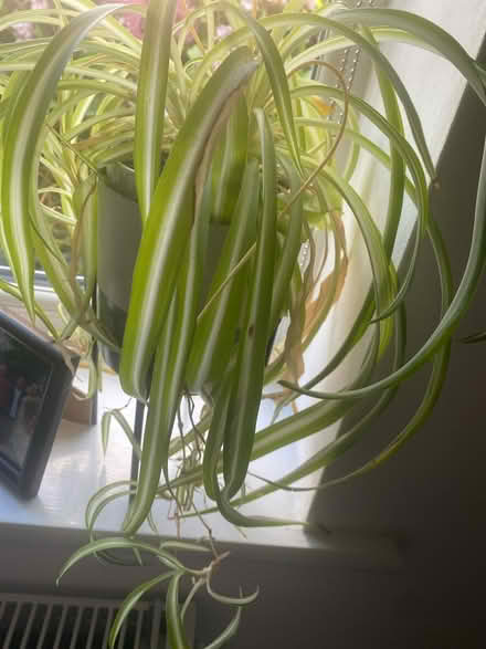 Photo of free 2 house plants (Colchester) #1