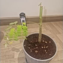 Photo of free Flame tree (Brown Edge L35) #1
