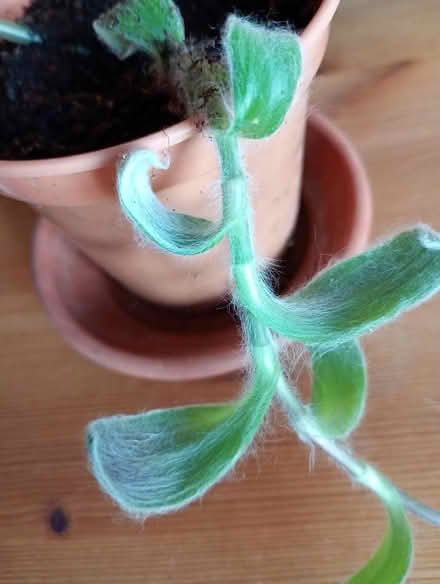 Photo of free Tradescantia plant (Cowley Oxford OX4 2TL) #3