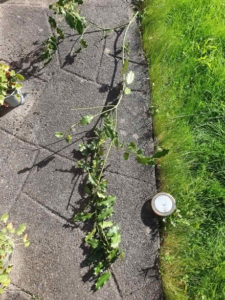 Photo of free Holly Branch (Heysham LA3) #1