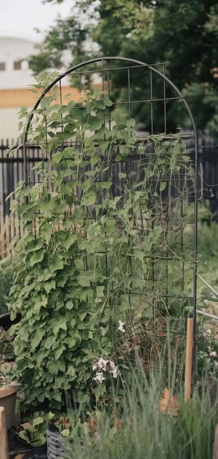 Photo of Garden Trellis- or similar (SK3 Stockport) #1