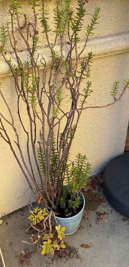 Photo of free 3 large succulents/plants in pots (North Santa Clara/Rivermark) #3