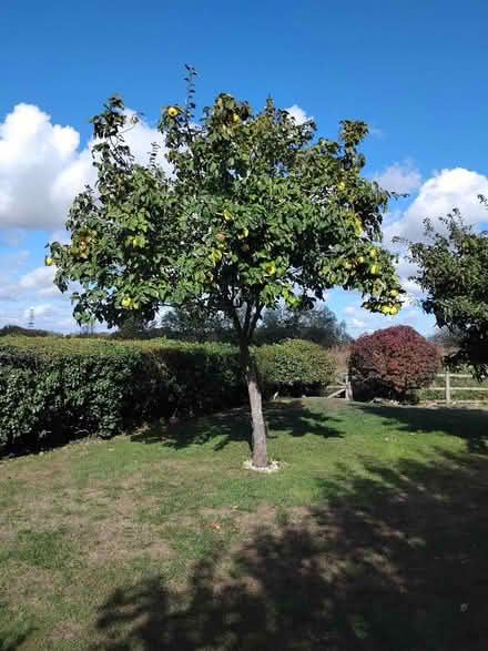 Photo of free Quince and Medlars (High Wych) #1