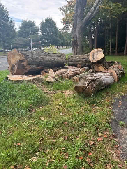 Photo of free Tall woods (816 N Pleasant St, Amherst,) #2