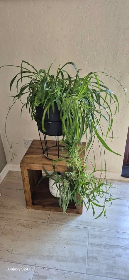 Photo of free large spider plant (Carrickfergus) #1