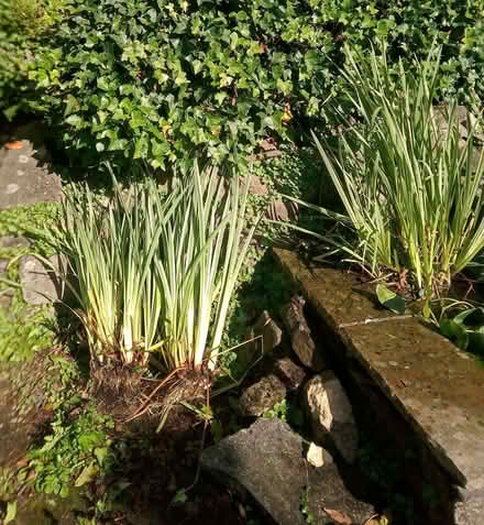Photo of free water iris - purple flower (Bleddfa LD7) #1