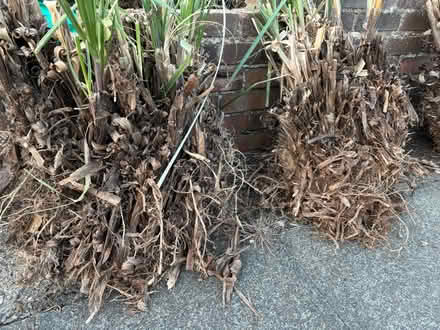 Photo of free Pampas Grass (Chelsfield BR6) #2