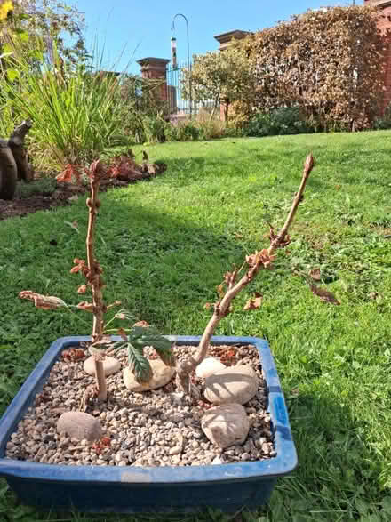 Photo of free Bonsai (Roffey, Horsham) #1