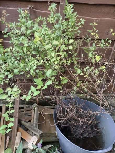 Photo of free Spirea Shrub (Great Moor SK2) #1