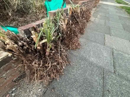 Photo of free Pampas Grass (Chelsfield BR6) #3