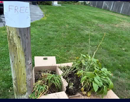 Photo of free hostas and day lillies (WOBURN bird st) #1