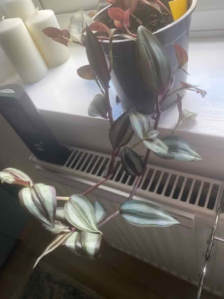 Photo of free 2 house plants (Colchester) #2