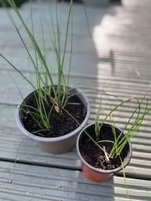 Photo of free Pots of chives (Caldecott OX14) #1