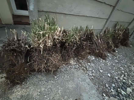 Photo of free Pampas Grass (Chelsfield BR6) #1