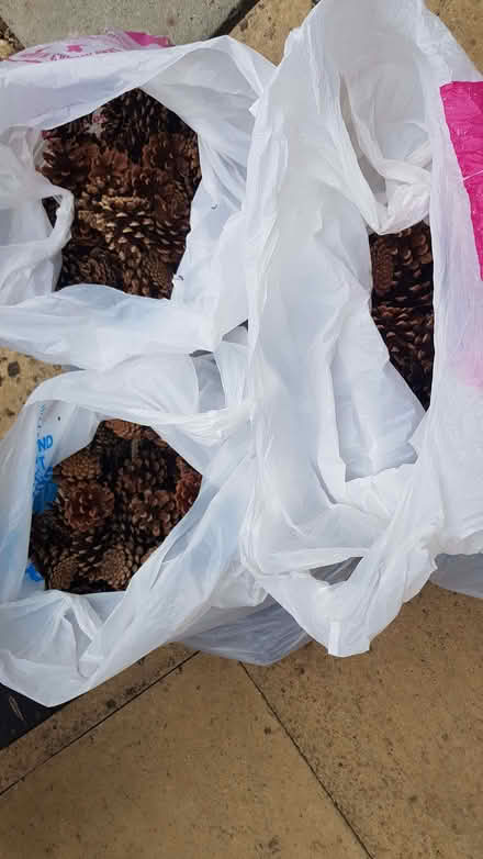 Photo of free Fir cones (Bexley DA1) #1