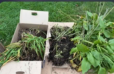 Photo of free hostas and day lillies (WOBURN bird st) #2