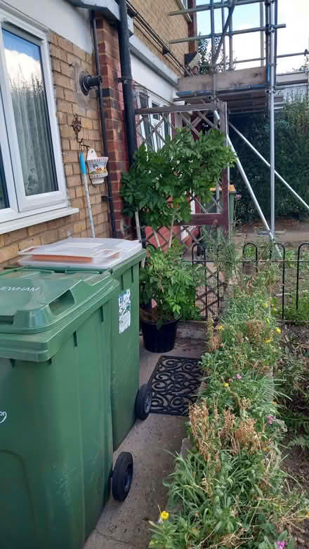 Photo of free Wisteria (Forest Gate E7) #1