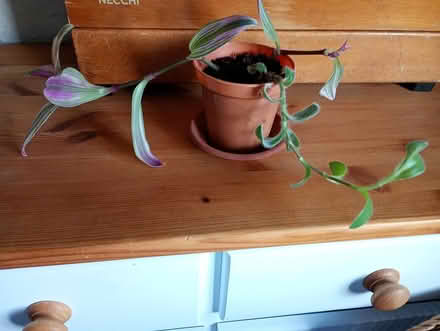 Photo of free Tradescantia plant (Cowley Oxford OX4 2TL) #1