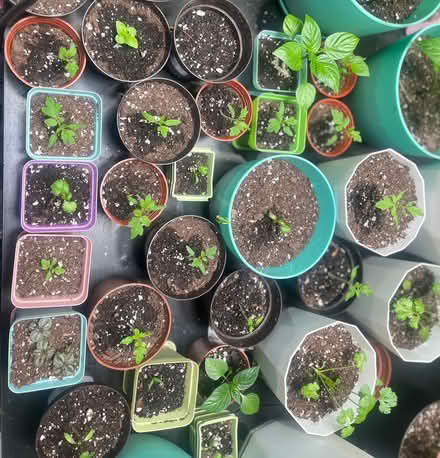 Photo of free Vegetable Plants (31-05 51st St) #4