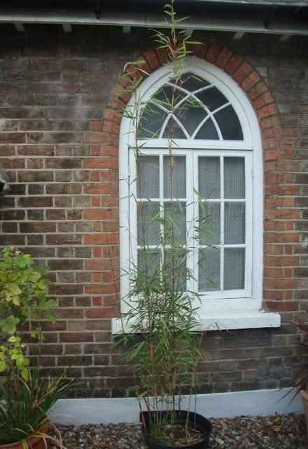 Photo of free Bamboo Asian Wonder (Wallington SM6) #2