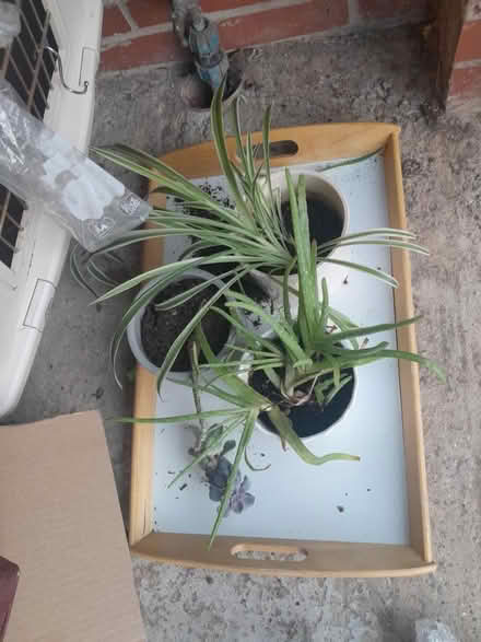 Photo of free Plants tray (Hockley Heath B94) #1