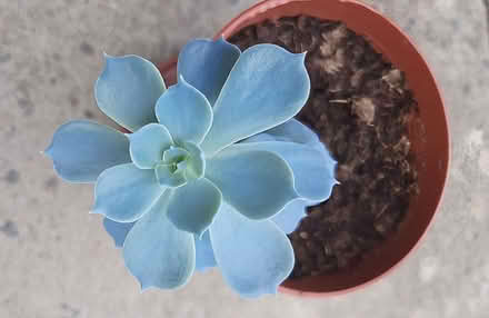 Photo of free Potted Cactus plants (Cooden TN39) #1