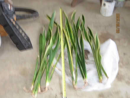 Photo of free Snake Plant Cuttings (Bowie) #1