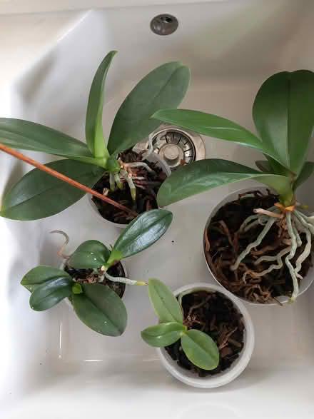 Photo of free 4 orchids (Hampshire PO8) #1