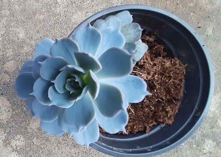 Photo of free Potted Cactus plants (Cooden TN39) #2