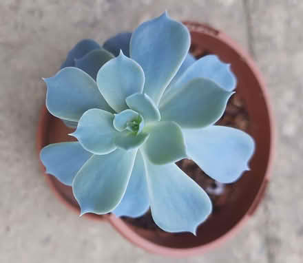 Photo of free Potted Cactus plants (Cooden TN39) #4